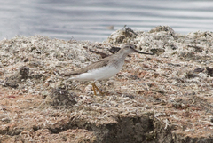 Xenus cinereus