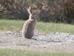 Lepus tolai