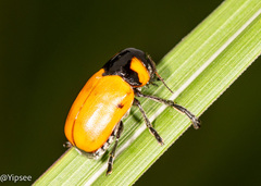 Physosmaragdina nigrifrons