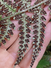 Polystichum neozelandicum