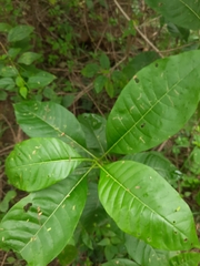 Pavetta indica