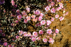 Oscularia cedarbergensis