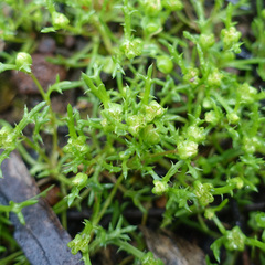 Brachyscome perpusilla