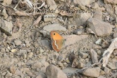 Coenonympha arcanioides