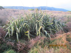Phormium tenax