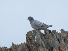 Columba rupestris
