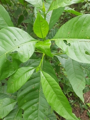 Pavetta indica