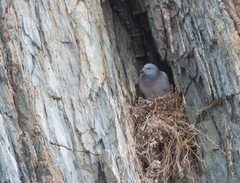 Columba rupestris