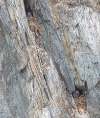 Columba rupestris