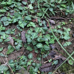 Lepidagathis inaequalis