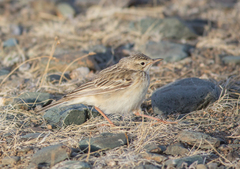 Anthus godlewskii
