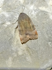 Noctua janthina