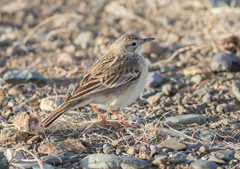 Anthus godlewskii