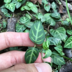 Lepidagathis inaequalis