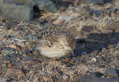 Anthus godlewskii