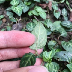 Lepidagathis inaequalis