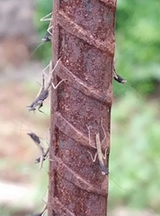 Tarachodes