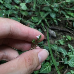 Lepidagathis inaequalis