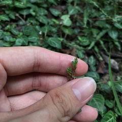 Lepidagathis inaequalis