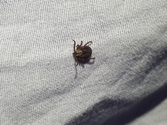 Dermacentor marginatus