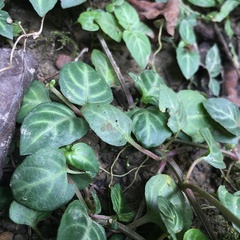 Lepidagathis inaequalis