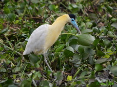 Pilherodius pileatus
