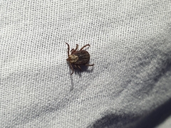 Dermacentor marginatus