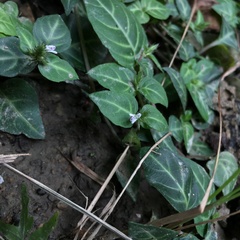 Lepidagathis inaequalis