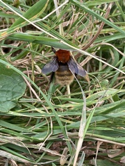 Bombus muscorum