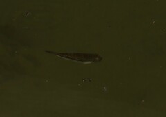 Torquigener pleurogramma