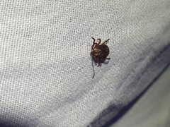 Dermacentor marginatus