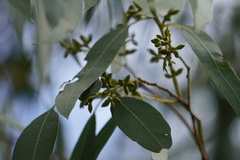 Eucalyptus viminalis viminalis
