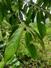 Huberantha cerasoides