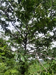 Huberantha cerasoides