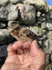 Linaria flavirostris