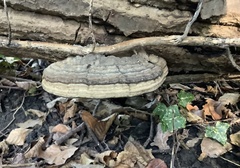 Fomes fomentarius