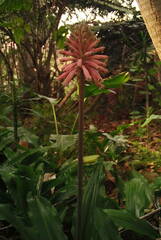 Veltheimia bracteata