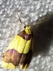 Heterallactis microchrysa