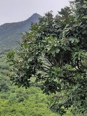 Sapindus emarginatus