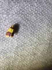 Heterallactis microchrysa