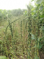 Sesamum indicum