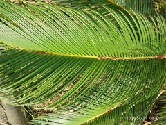 Cycas