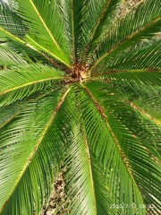 Cycas