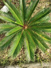 Cycas
