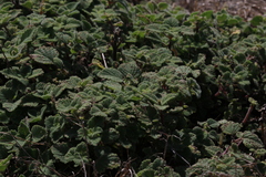 Coleus cremnus