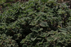 Coleus cremnus