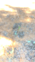 Petrosedum