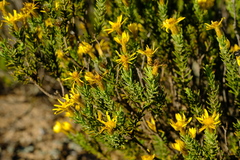 Oedera sedifolia