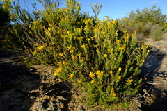 Oedera sedifolia