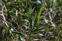 Flagellaria indica